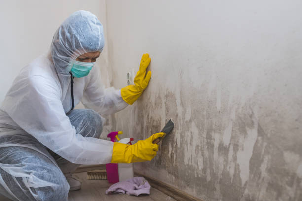 Best Mold Removal for HVAC Installations  in Honea Path, SC