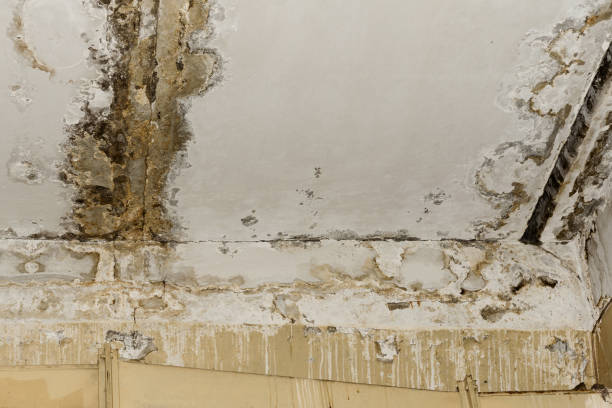 Best Post-Construction Mold Inspection  in Honea Path, SC