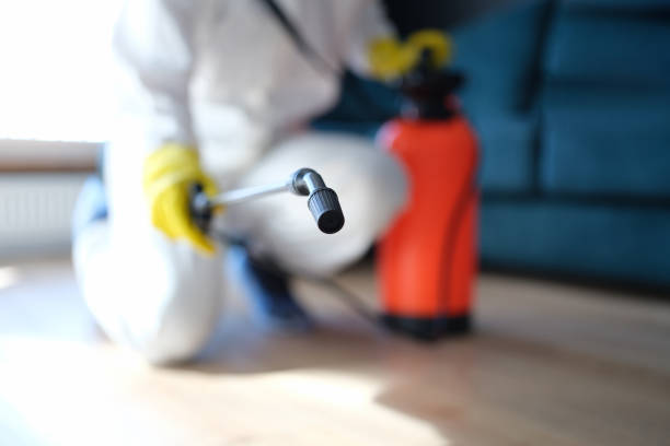 Best Mold Damage Restoration  in Honea Path, SC