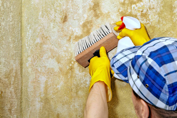 Best Water Damage & Mold Remediation  in Honea Path, SC