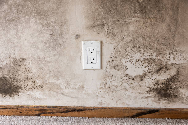 Best Crawl Space Mold Remediation  in Honea Path, SC