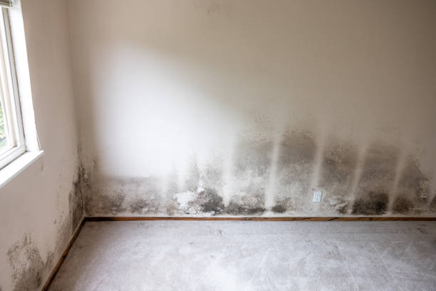 Best Basement Mold Removal  in Honea Path, SC