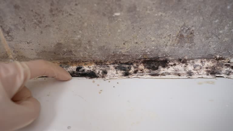 Best Comprehensive Air Testing for Mold Contaminants  in Honea Path, SC