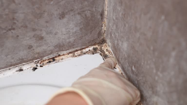 Best Black Mold Removal  in Honea Path, SC